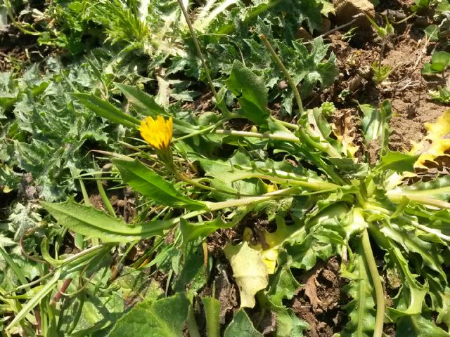 Rosetta basale di Asteraceae